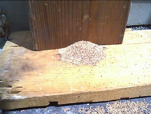 Drywood Termite Pellets